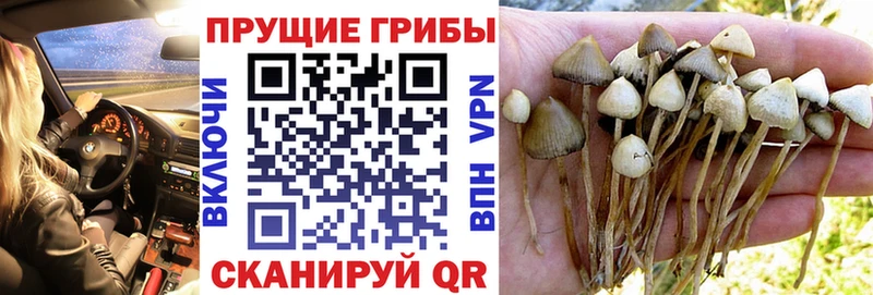 купить закладку  Сибай  Галлюциногенные грибы Psilocybe 